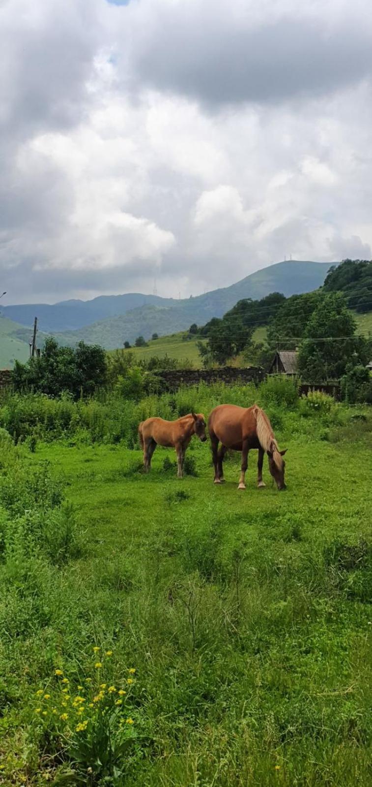 Green Agarak Guest House Near Dendropark, Stepanavan Gyulagarak Dış mekan fotoğraf